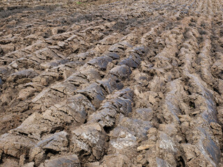 Agricultural land, clay, Zwartwaterland, Overijssel province, The Netherlands