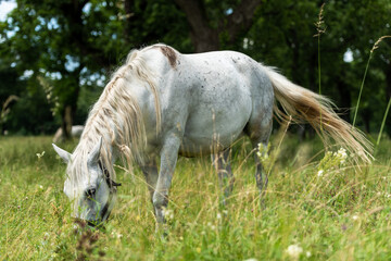 Obraz premium Lipizzan Horses Grazing Amidst the Green Fields of Lipica, Slovenia