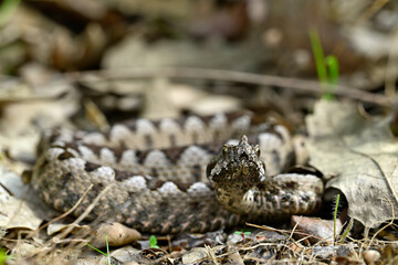 Europäische Hornotter // Nose-horned viper (Vipera ammodytes montandoni) - Ropotamo National Park,...