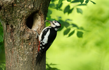 Close-up of a male great spotted woodpecker feeding chicks
