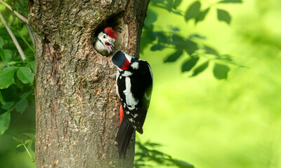 Close-up of a male great spotted woodpecker feeding chick