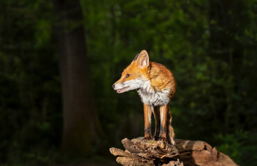 Portrait of a young red fox standing on a tree in a forest