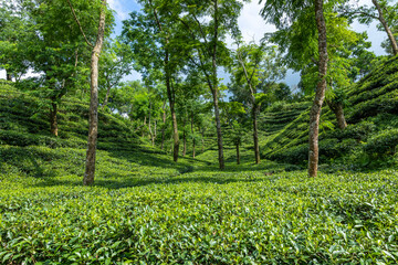 Tea leaf garden and others trees in the tea garden, Sylhet, Bangladesh