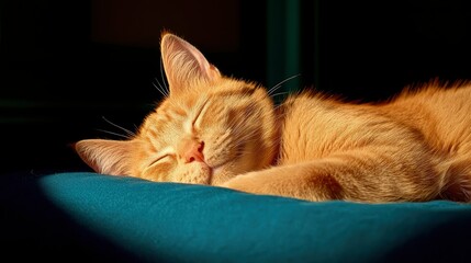 Cat Chilling On The Floor, Relaxed