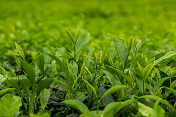 Tea leaf garden and others trees in the tea garden, Sylhet, Bangladesh