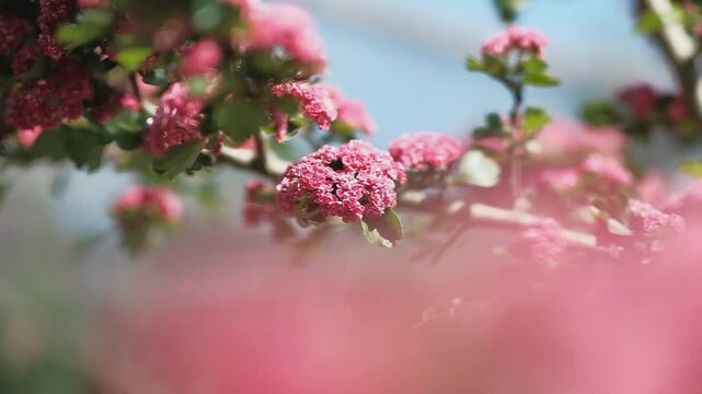 Zierkirsche Bl&uuml;ten am Baum in Slow motion aufgenommen mit blauem Himmel im Hintergrund
