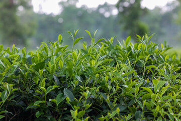 Tea leaf garden and others trees in the tea garden, Sylhet, Bangladesh
