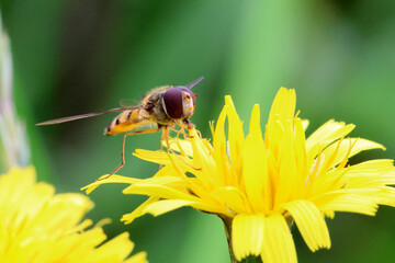 Hoverfly