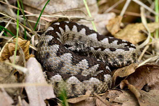 Europ&auml;ische Hornotter // Nose-horned viper (Vipera ammodytes montandoni) - Ropotamo National Park, Bulgaria