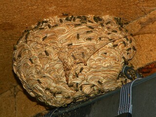 Wasp Nest in Barn