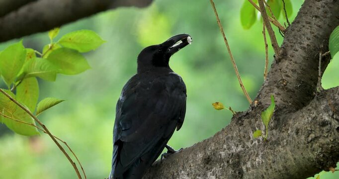 Large-billed crow gets cicada in a beak