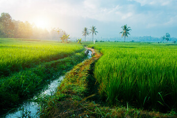 Indonesian green rice field landscape with irrigated rice fields in mid morning with optical flare