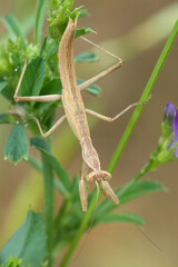 Naklejka premium Closeup on a small brown European Praying mantis, Ameles decolor hanging down in the vegetation