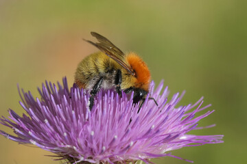 Closeup on a colorful fluffy Mediterranean Common carder brown banded bumblebee, Bombus pascuorum on a purple flower