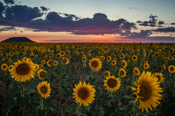 girasoles