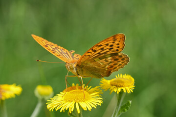 Closeup on the large orange European Silver-washed fritillary butterfly, Argynnis paphia with spread wings