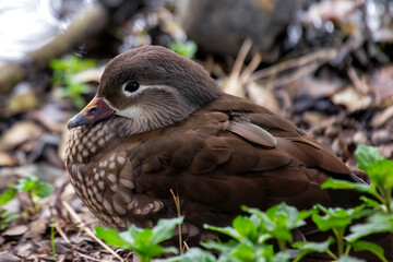 Female Mandarin Duck (Aix galericulata) in the English Garden, Munich, Germany
