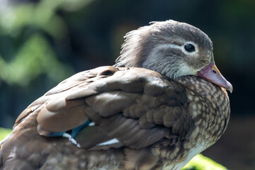 Female Mandarin Duck (Aix galericulata) in the English Garden, Munich, Germany