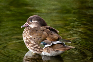 Female Mandarin Duck (Aix galericulata) in the English Garden, Munich, Germany