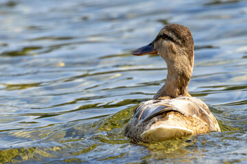 Female Mallard (Anas platyrhynchos) in Turvey Nature Reserve, Dublin, Ireland