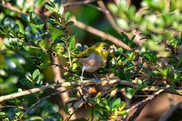 Oriental White-eye (Zosterops palpebrosus) in Tokyo, Japan