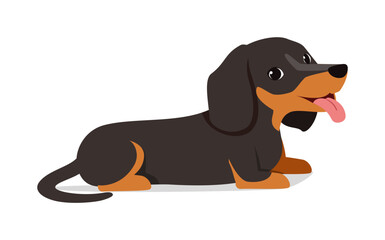 happy cute dachshund dog with good quality and design