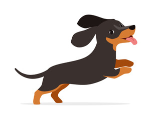 happy cute dachshund dog with good quality and design