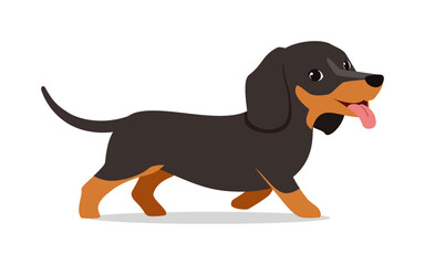 happy cute dachshund dog with good quality and design