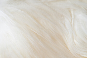 close up of white woolly sheep fleece for background texture
