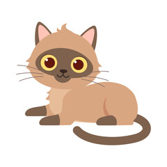 cute little cat with good quality and design