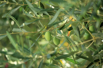 Close up of a olives