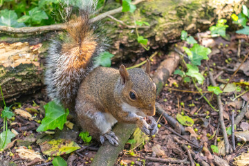 A squirrel on the grass eating. Copy space