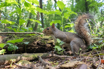 A squirrel on the grass looking for food. Copy space