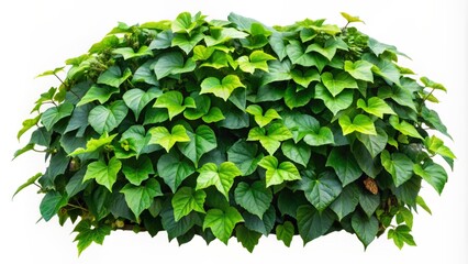 Vibrant green leaves of a Javanese treebine or grape ivy bush, a lush jungle vine and hanging plant, isolated on a white background with clipping path.