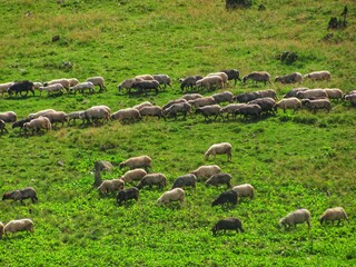 Grazing Sheep on Pasture