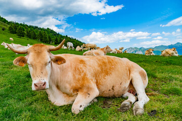 vacas 2