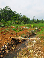 Fototapeta premium View of irrigation in the agricultural with small bamboo bridge on the sunny day. 