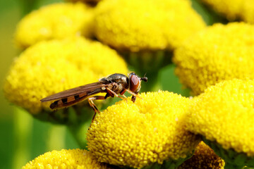 Hoverfly