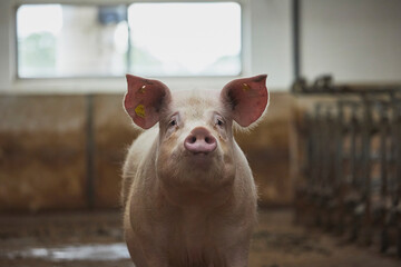 Old sow close up on a farm in Denmark