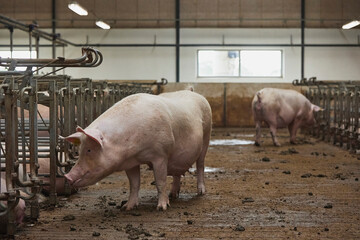 Pregnant sows on a modern farm in Denmark