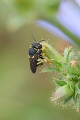 Closeup on a small blakc and yellow European rotund resin bee, Anthidiellum strigatum resting at the tip of vegetation