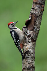 Greater Spotted Woodpecker (Dendrocopos major) on a Silver Birch trunk