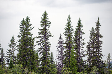 trees in the forest, åre,sverige,sweden,norrland,,mats