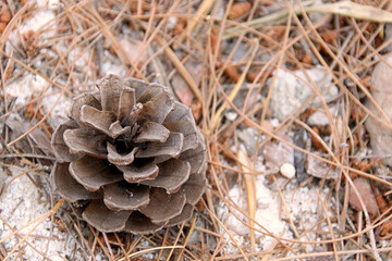 Pine cone on dry pine needles