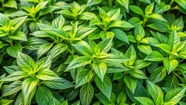 Vibrant green Parietaria officinalis plant with delicate leaves and stems in a lush garden setting, showcasing natural textured patterns and greenery.