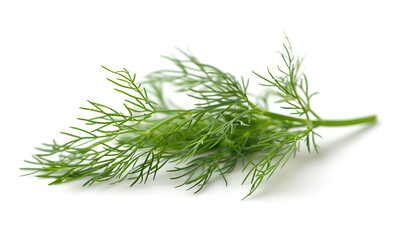 Sprig of fresh dill isolated on white