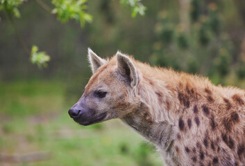 Close-up of a hyena at a tropical zoo in Denmark