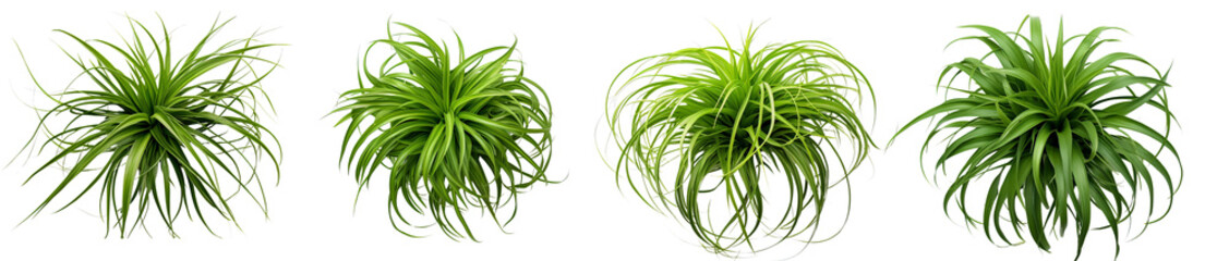 Fototapeta premium Vibrant green plants showcasing lush foliage, perfect for enhancing indoor spaces and adding a touch of nature to any setting.