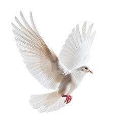 White Dove flying  isolated on white background
