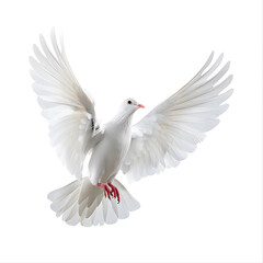 White Dove flying  isolated on white background